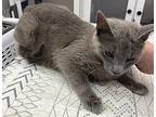 Rollin Girl, Russian Blue For Adoption In Athens, Tennessee