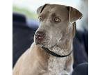 Farrah (5/15), Labrador Retriever For Adoption In Jackson, Tennessee