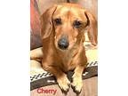 Cherry, Dachshund For Adoption In Bensalem, Pennsylvania