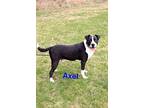 Axel, American Pit Bull Terrier For Adoption In Kendallville, Indiana