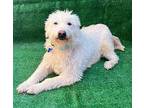 Gala, Terrier (unknown Type, Medium) For Adoption In San Ysidro, California
