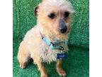 Sherry, Terrier (unknown Type, Small) For Adoption In San Ysidro, California