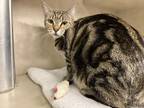 Penne, Domestic Shorthair For Adoption In Olympia, Washington