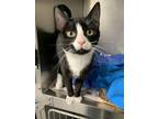 Melody, Domestic Shorthair For Adoption In Lowell, Massachusetts