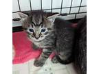 Cricket, Tabby For Adoption In Howell, Michigan