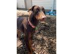 Spike- Call [phone removed] To Meet, Doberman Pinscher For Adoption In Lincoln