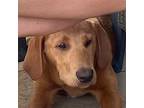 John, Golden Retriever For Adoption In Louisville, Kentucky