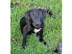 Billy La, Labrador Retriever For Adoption In Browns Mills, New Jersey