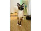 Catalina, Siamese For Adoption In North Chesterfield, Virginia