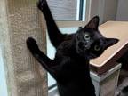 Pepper, Domestic Shorthair For Adoption In Boulder, Colorado