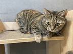 Liza Meowneli, Domestic Shorthair For Adoption In Boulder, Colorado