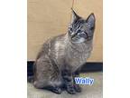 Wally, Siamese For Adoption In San Dimas, California