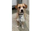 Tanner*, Terrier (unknown Type, Small) For Adoption In Pomona, California