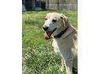 Luther, Labrador Retriever For Adoption In Indianapolis, Indiana