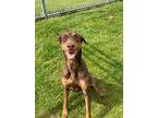 Louise, Doberman Pinscher For Adoption In Greenville, Ohio