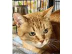 Link, Domestic Shorthair For Adoption In New Richmond, Wisconsin