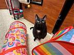 Jolie, Domestic Shorthair For Adoption In Spring Lake, New Jersey