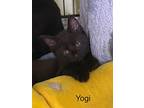 Yogi, Domestic Shorthair For Adoption In New Richmond, Wisconsin