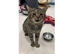 Linus, Domestic Shorthair For Adoption In Oakland, New Jersey