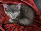 Twister, Domestic Shorthair For Adoption In Palatine, Illinois