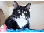 Mickie, Domestic Shorthair For Adoption In Chicago, Illinois