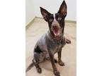 Layla, Australian Terrier For Adoption In Chicago, Illinois