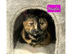 Nyla, Domestic Shorthair For Adoption In Jessup, Maryland