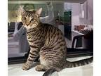 Picasso, American Shorthair For Adoption In Oakland Park, Florida