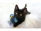 Yomie, Domestic Shorthair For Adoption In Rocklin, California