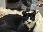 Pierre, Domestic Shorthair For Adoption In Sunnyvale, California