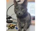 Juniper, Domestic Shorthair For Adoption In Fort Worth, Texas