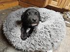 Sandy (s Puppies), Labrador Retriever For Adoption In White Plains, New York