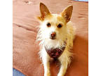 Peppy, Terrier (unknown Type, Small) For Adoption In San Francisco, California