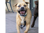 Chief, American Staffordshire Terrier For Adoption In San Francisco, California