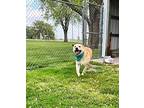 Hank, Labrador Retriever For Adoption In Effingham, Illinois