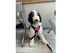 Legend, Old English Sheepdog For Adoption In Cherry Hill, New Jersey
