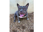 Gargoyle, American Pit Bull Terrier For Adoption In Carrollton, Texas