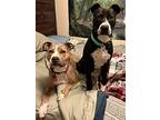 Motor City, American Staffordshire Terrier For Adoption In Clinton Township