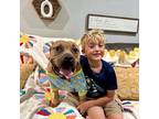 Teddy Daniel, American Staffordshire Terrier For Adoption In Provo, Utah
