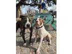 American Pit Bull Terrier Puppy for sale in Provo, UT, USA