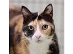 Nelly, Domestic Shorthair For Adoption In Belleville, Ontario