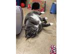 Boots, Domestic Shorthair For Adoption In Duluth, Minnesota