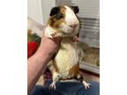 Harry, Guinea Pig For Adoption In Philadelphia, Pennsylvania