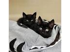 Morticia And Gomez *bonded Pair*, Domestic Shorthair For Adoption In