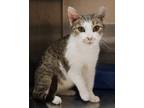Everly, Domestic Shorthair For Adoption In Fishers, Indiana