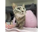 Sunny Bunny, Domestic Shorthair For Adoption In Philadelphia, Pennsylvania