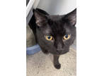 Carlos, Domestic Shorthair For Adoption In Fishers, Indiana