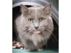 Lucy, Domestic Longhair For Adoption In Fishers, Indiana