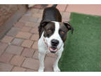 Spike *good With People*, American Pit Bull Terrier For Adoption In Sedona