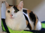 Cassi, Domestic Shorthair For Adoption In Hamilton, Montana